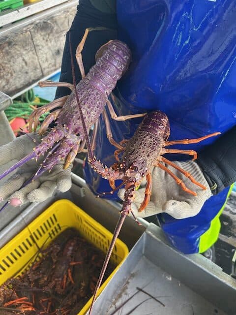 A person holding two lobsters in a container.