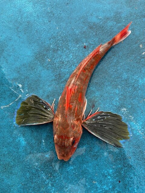 A fish with red and black fins laying on the ground.