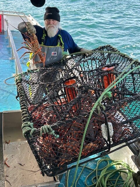 A man with a beard and hat is loading up a basket with lobster.